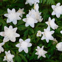 Anemone nemorosa 'Vestal'